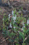 Carolina vetch